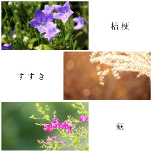 桔梗とススキと萩の花の画像