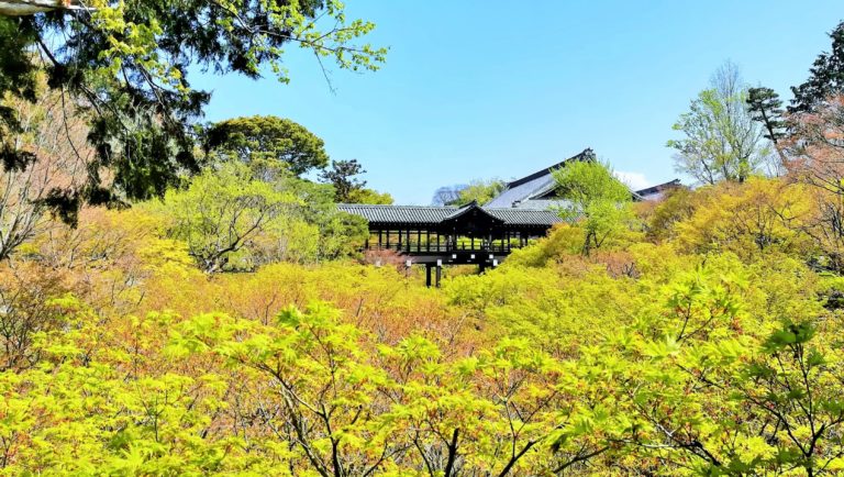 京都東福寺の青楓の画像