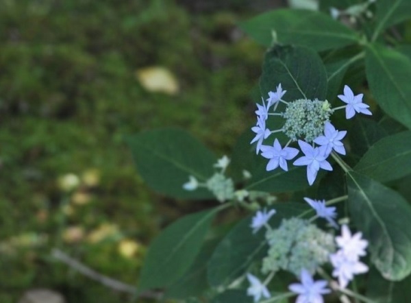 青い額紫陽花の拡大画像